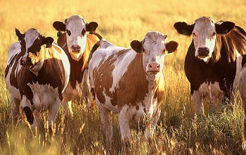 Cattle in the field